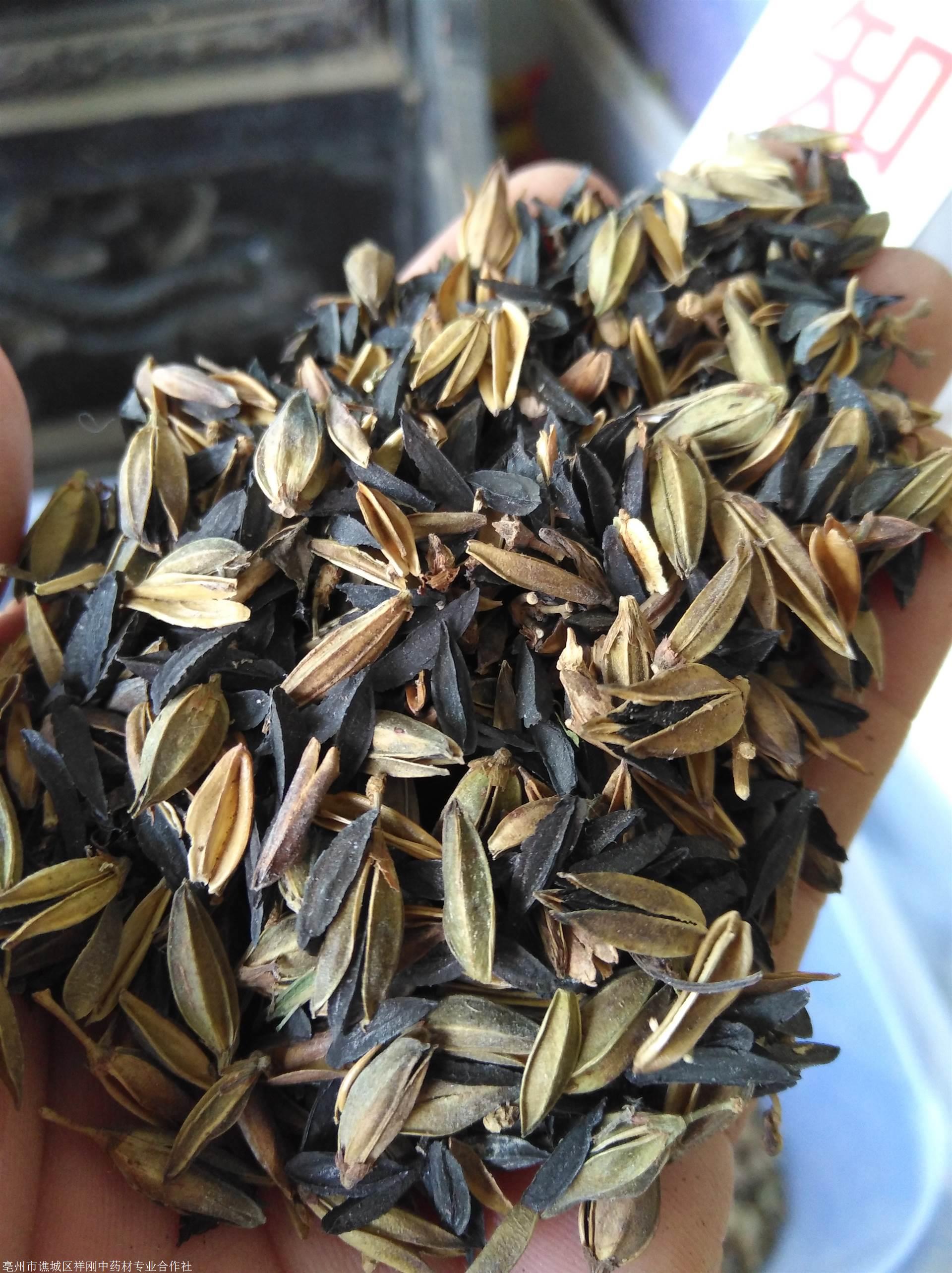 知母批发知母价格多少钱