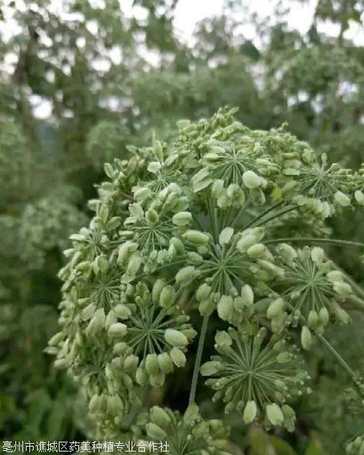 白芷种子批发地址多少一斤行情