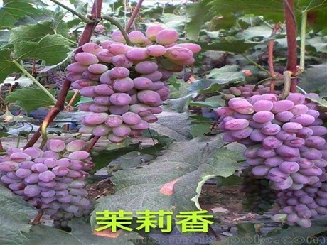 哪個(gè)地區(qū)葡萄苗好