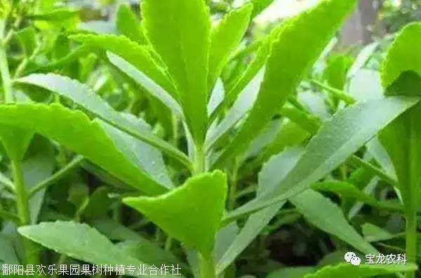 首页 鄱阳县欢乐果园果树种植专业合作社 新闻资讯 有种野菜叫-金不换