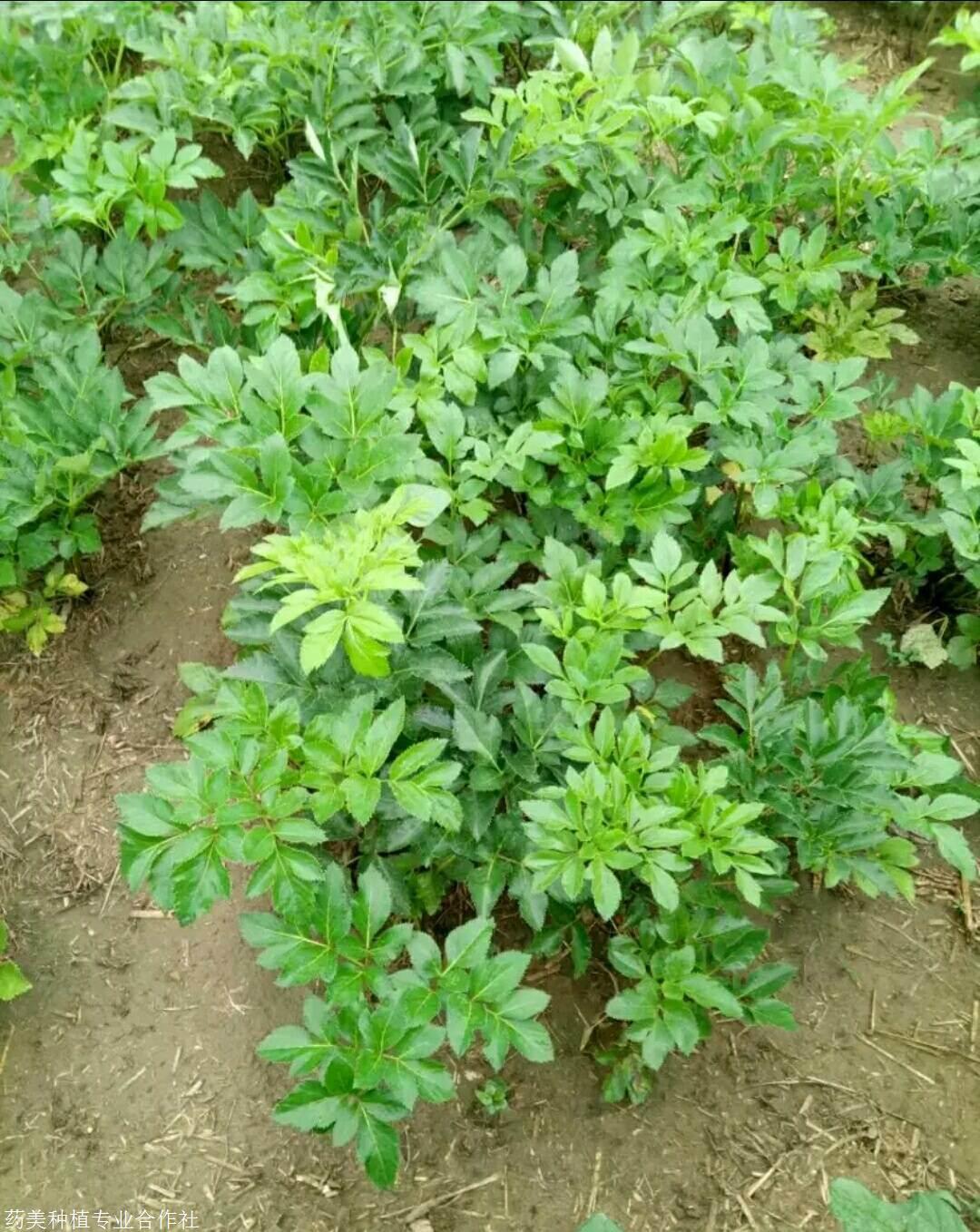 种植白芷的要素要点白芷种子价格行情