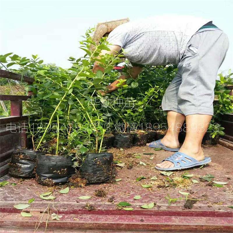 北集坡藍莓苗多少錢一株