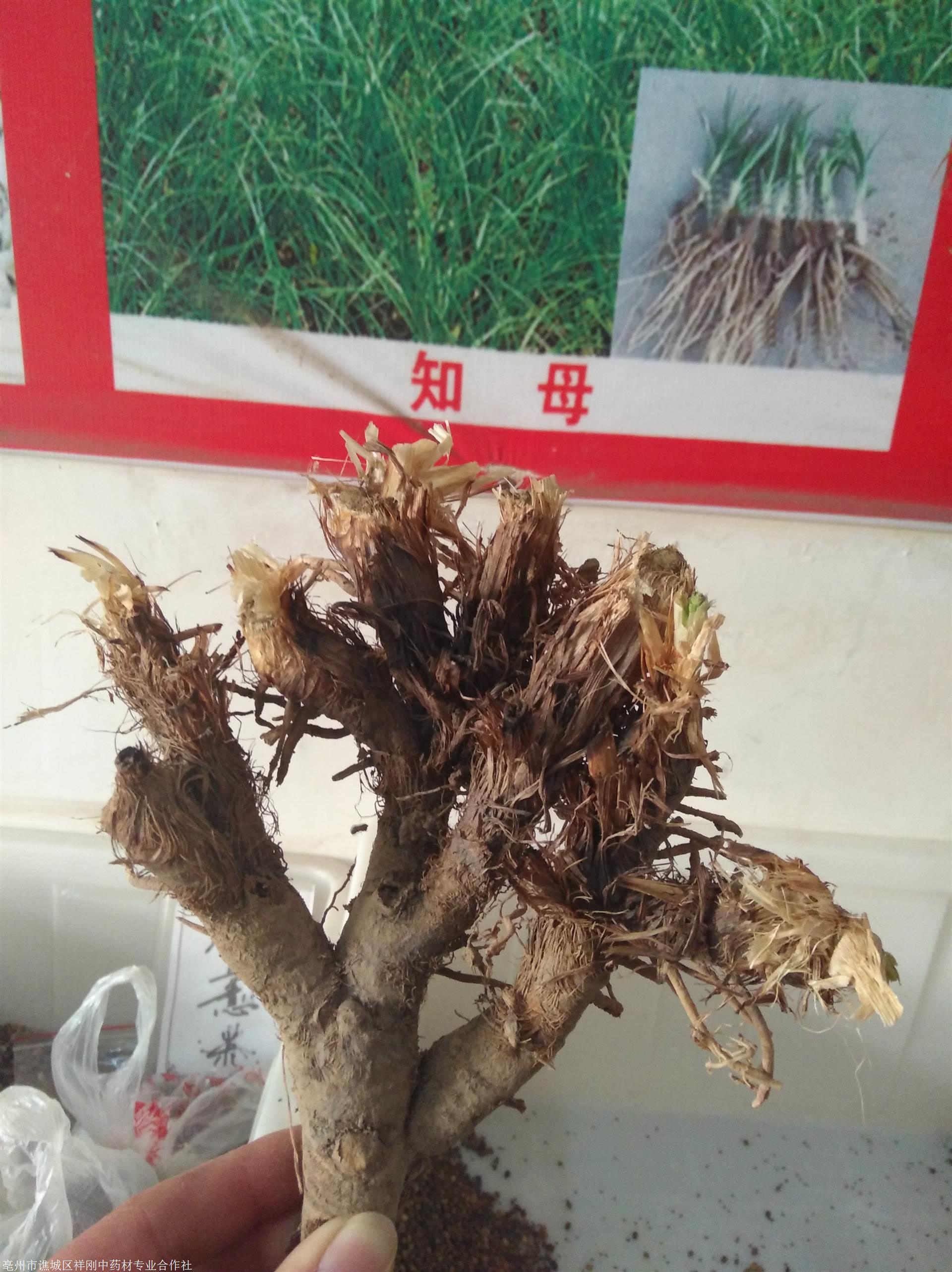 哪里购买知母芽知母芽价格多少