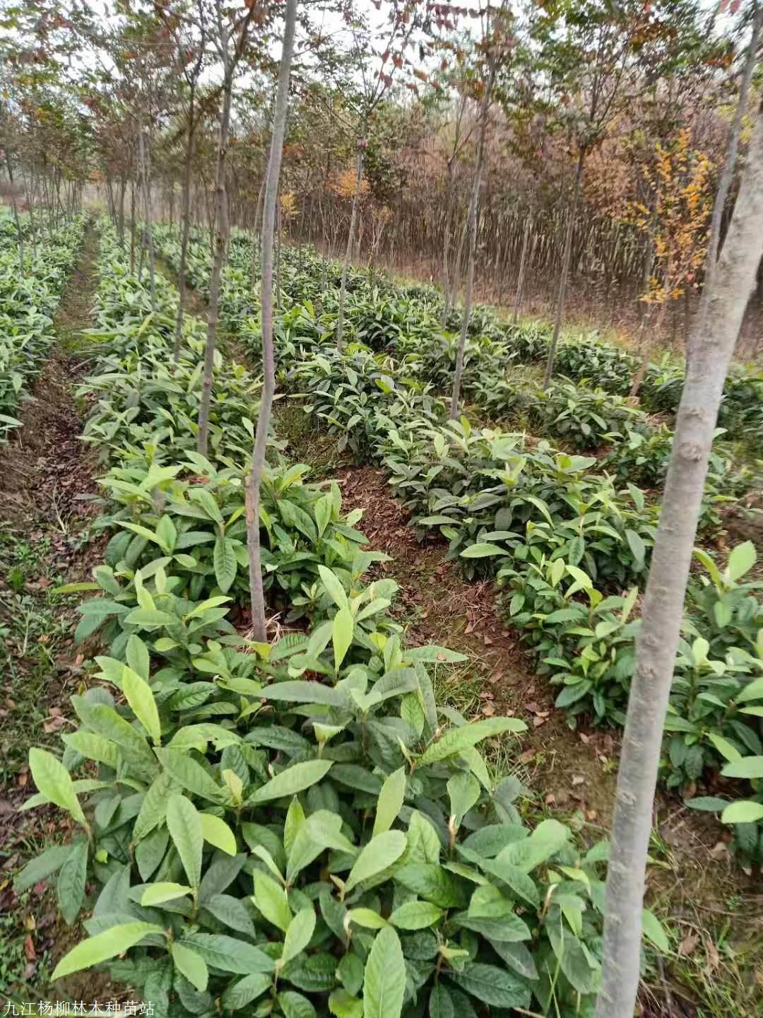 大量供应枇杷小苗一年生二年生小苗价格基地种植