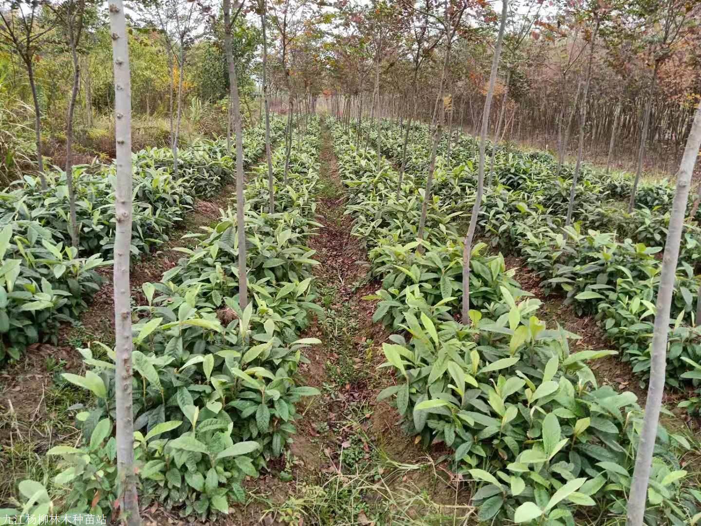 大量供应枇杷小苗一年生二年生小苗价格基地种植