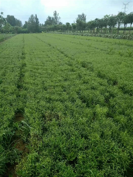 柴胡种子多少钱柴胡怎么种植柴胡种植技术