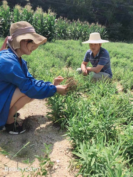 柴胡种子多少钱柴胡怎么种植柴胡种植技术