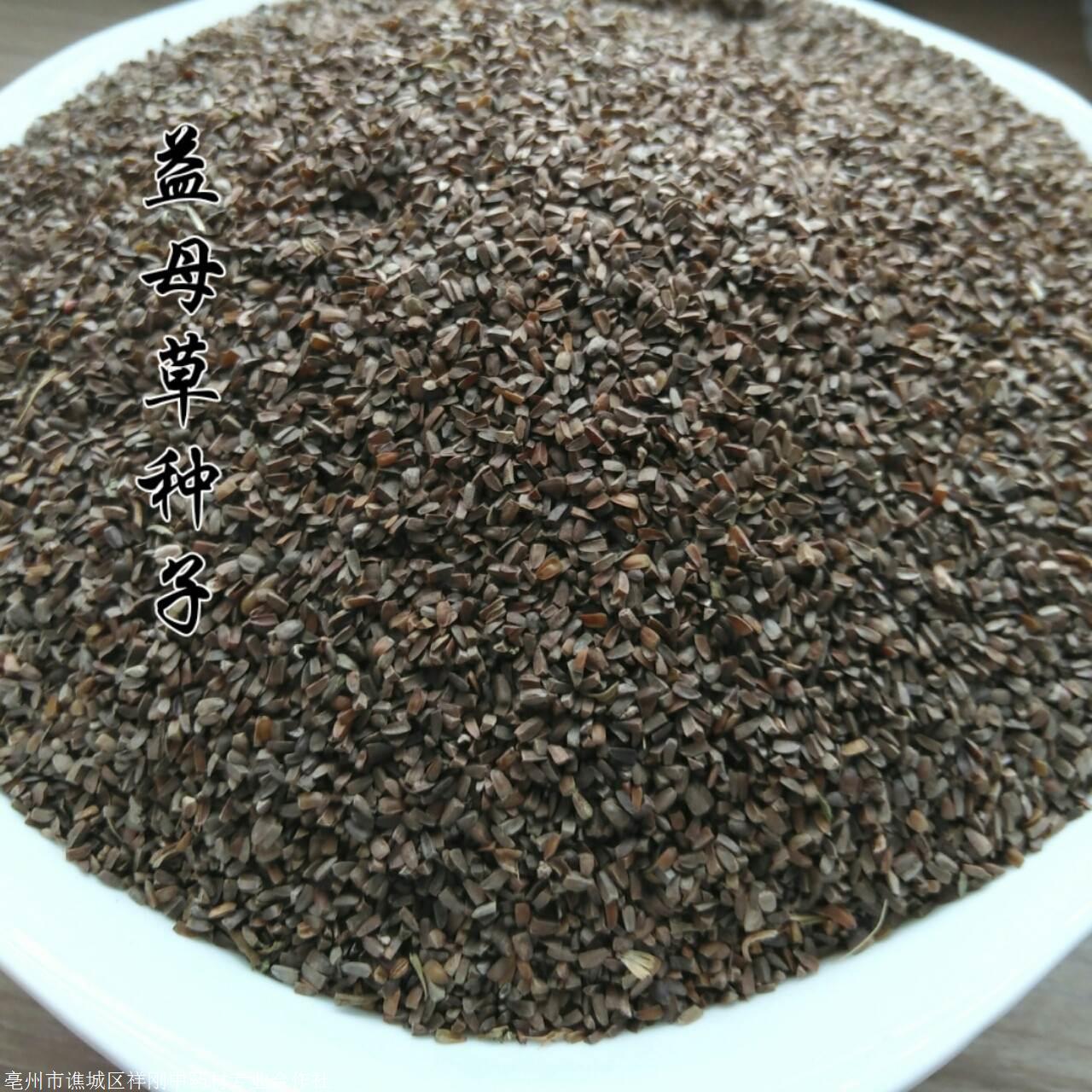 益母草种子哪里购买