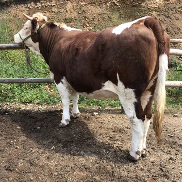 河南省西门塔尔牛养殖基地2019年小牛犊价格真实的