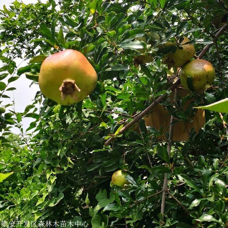 森林木巨籽蜜苗2018新品种两年突尼斯苗2018新品种