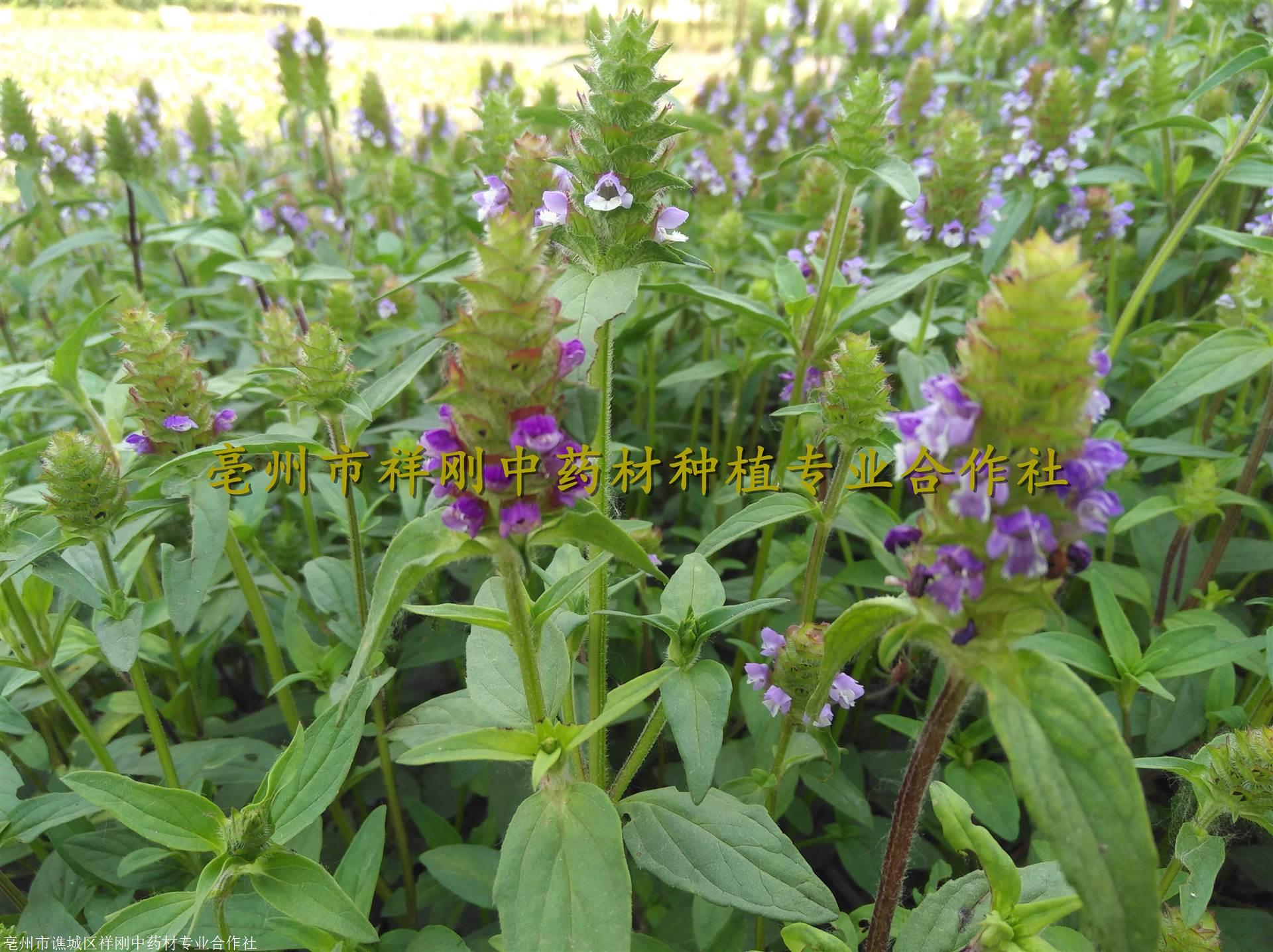 种植夏枯草方法夏枯草种子夏枯球苗子