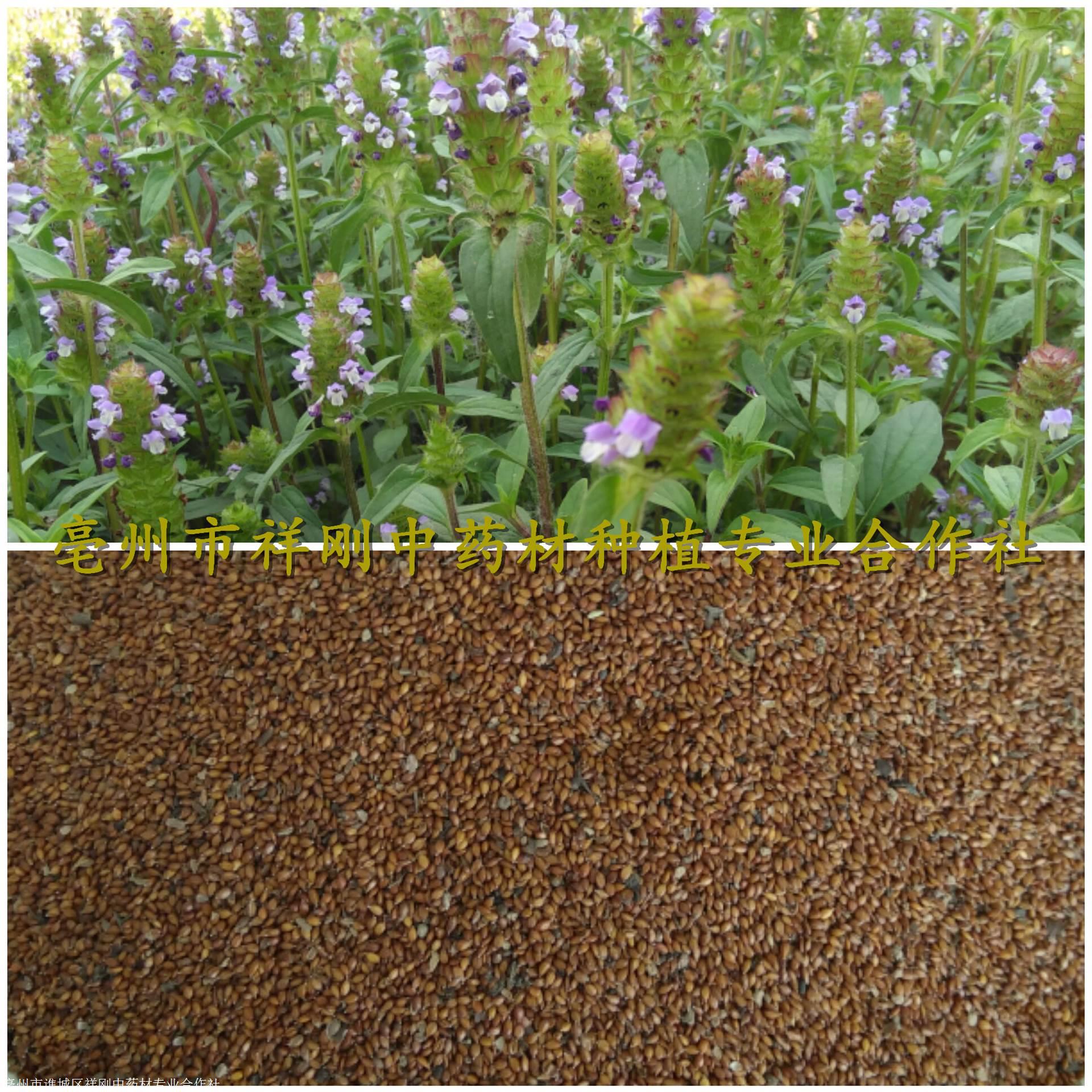 种植夏枯草方法夏枯草种子夏枯球苗子