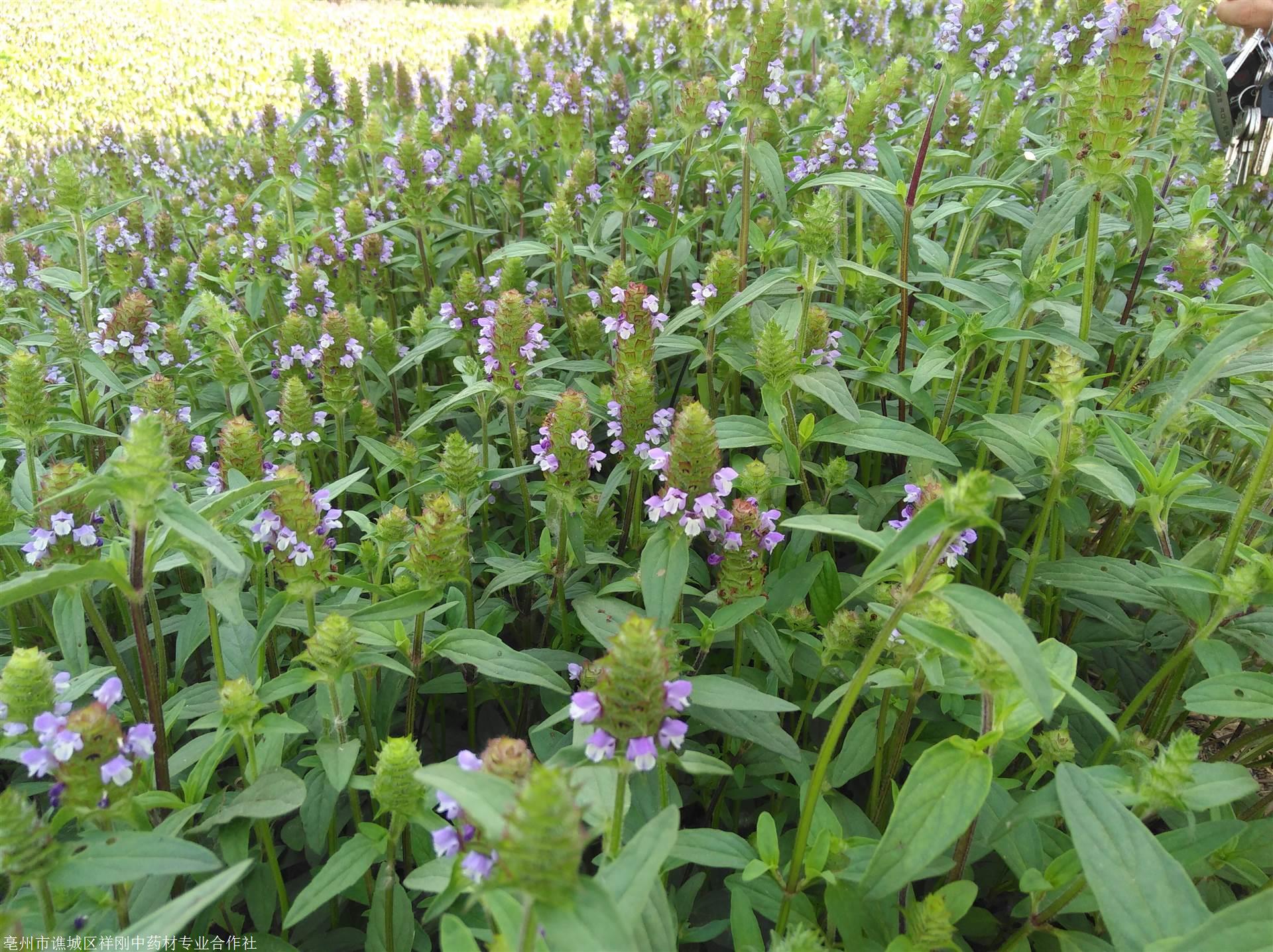 夏枯草批发价格多少 批发夏枯草种子种苗