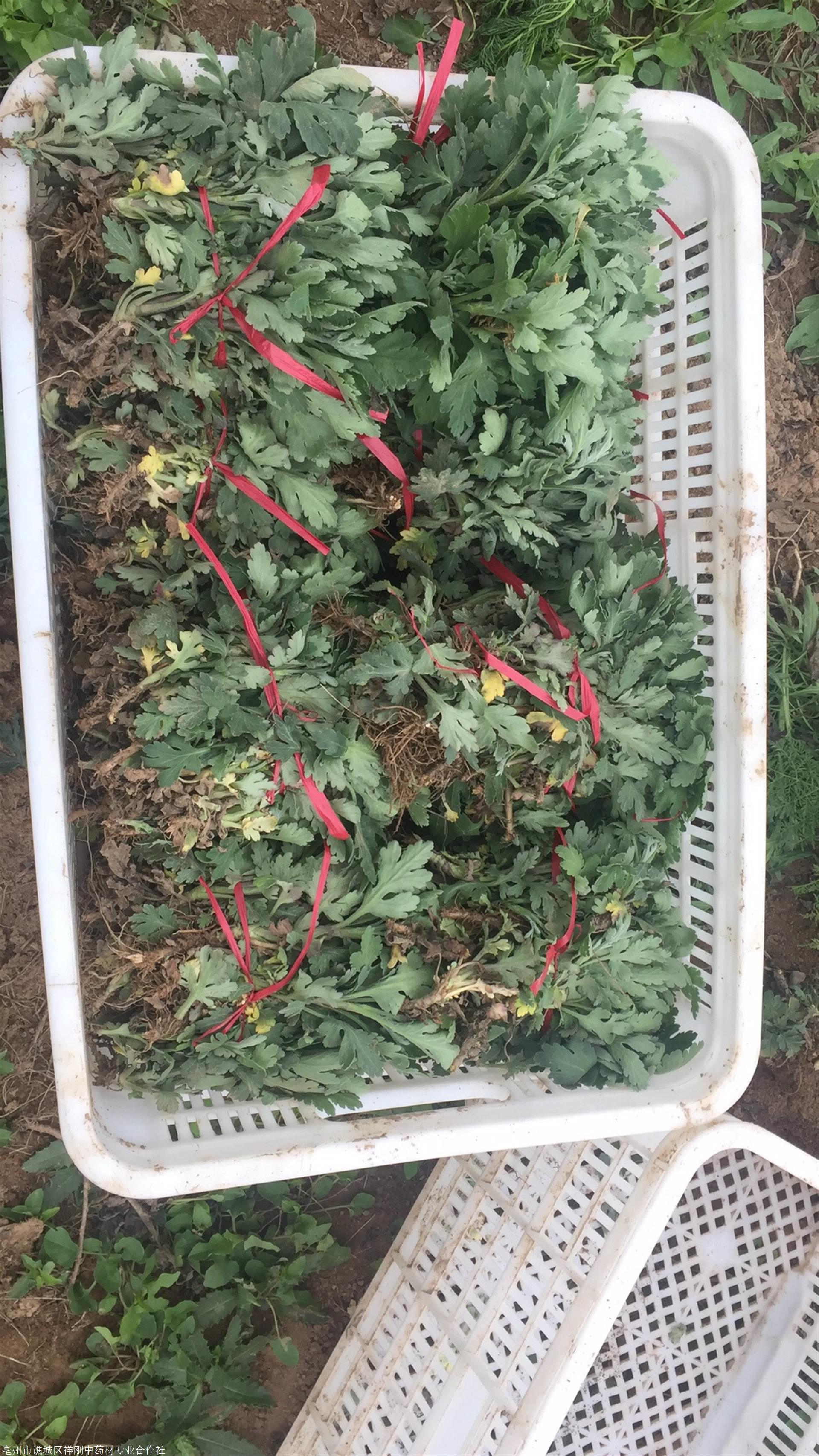 杭白菊种植杭白菊一亩地种多少棵苗子