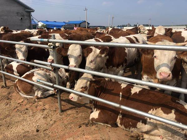 新疆西门塔尔牛养殖场