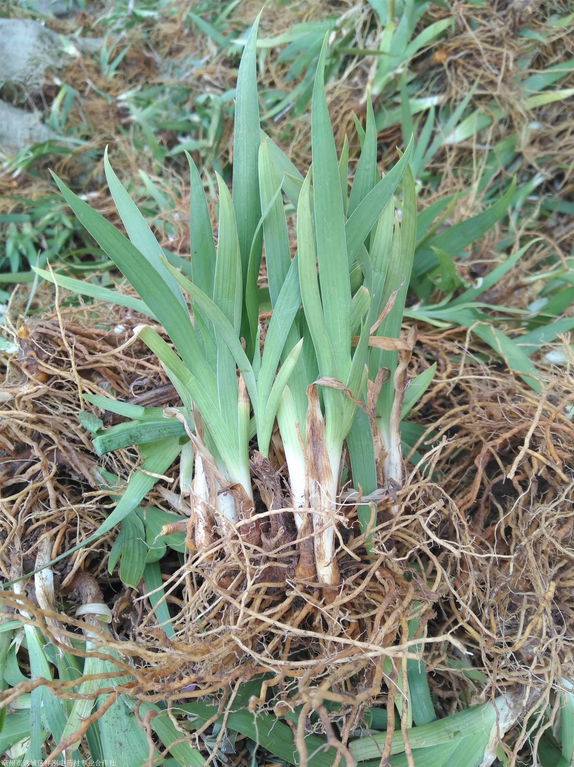 射干的高效栽培管理技术祥刚种植合作社