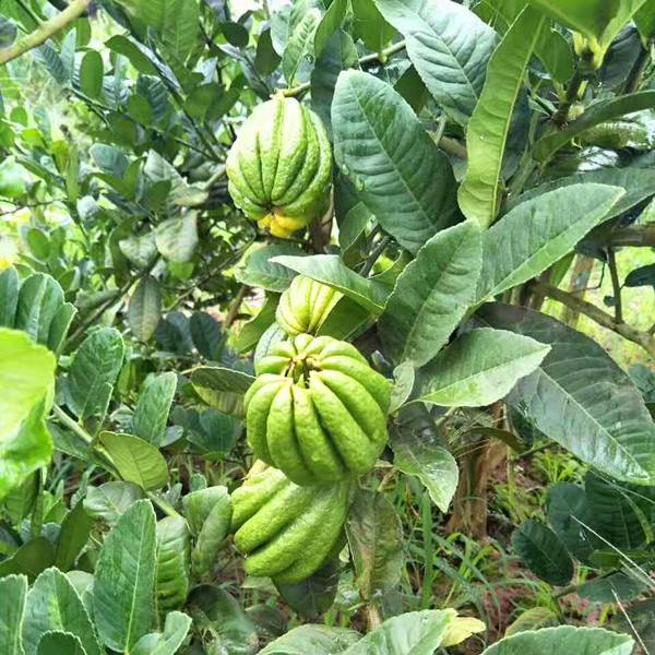 佛手简介:佛手名香橼种,雪梨,因其形似佛手,名贵胜金,又称"金佛手".