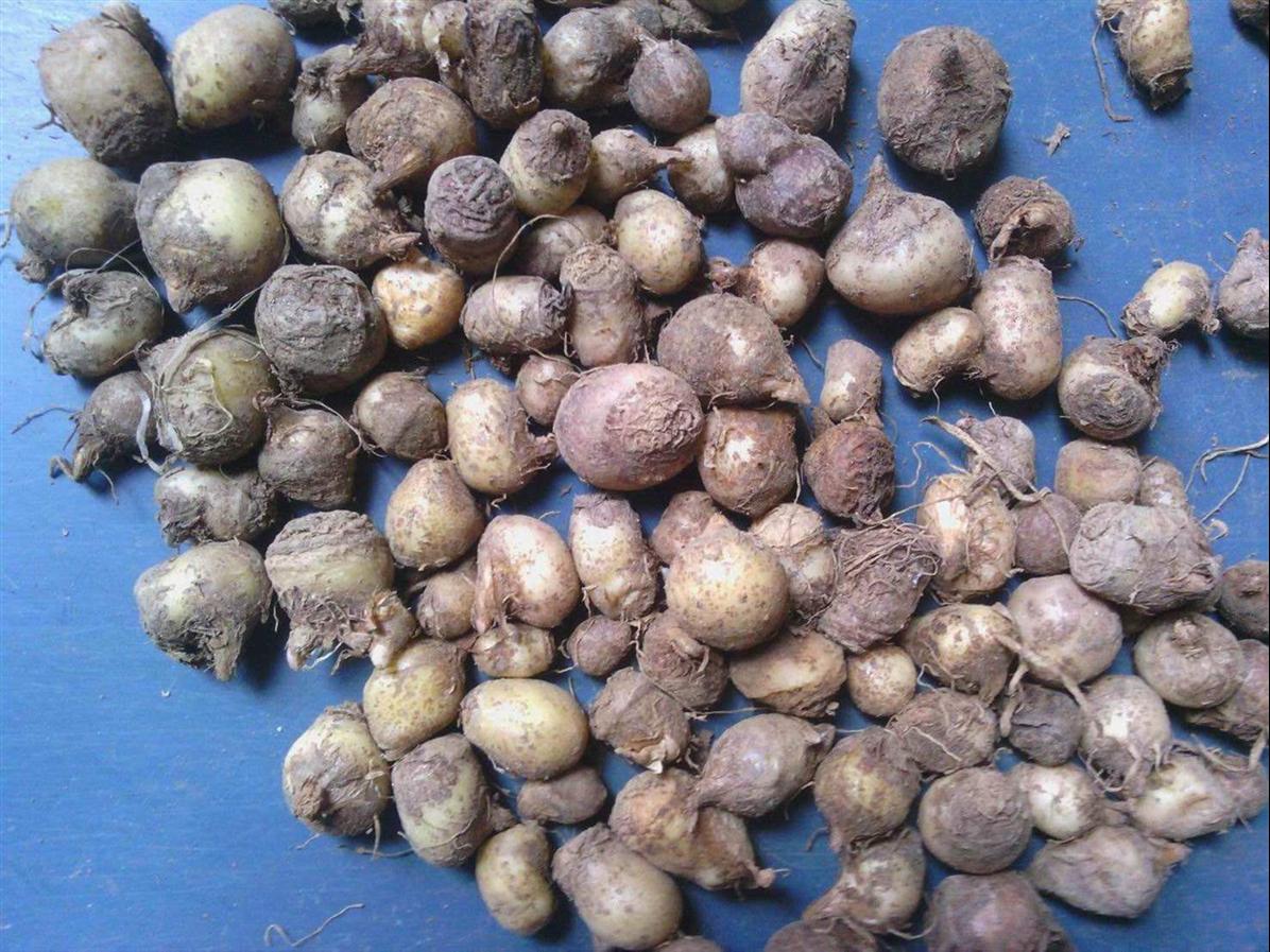 旱半夏种子的价格 供应旱半夏种子 品质可靠