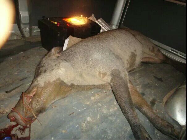 红外线捕猎机厂家