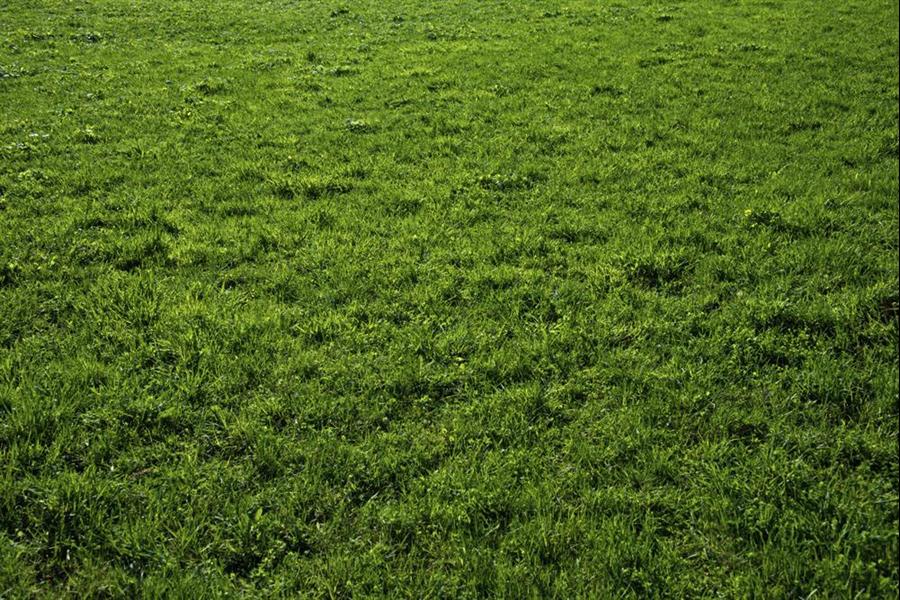 深圳宝安区草坪销售价格 品种齐全