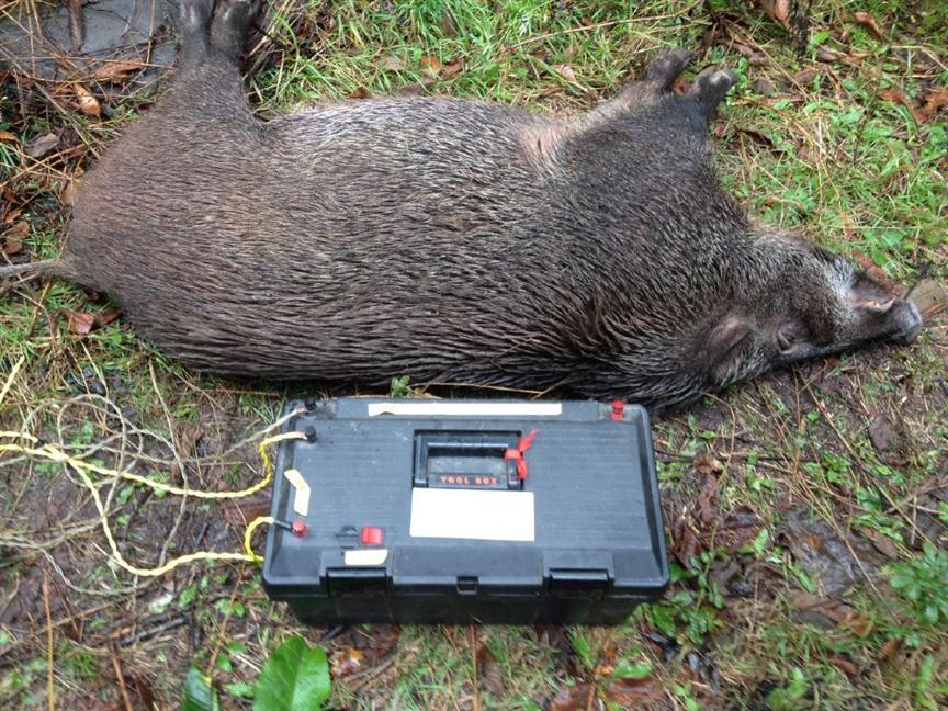 2019-01-02 价格:面议 简介:    厂家的产品是猎捕野猪的一种器械,它