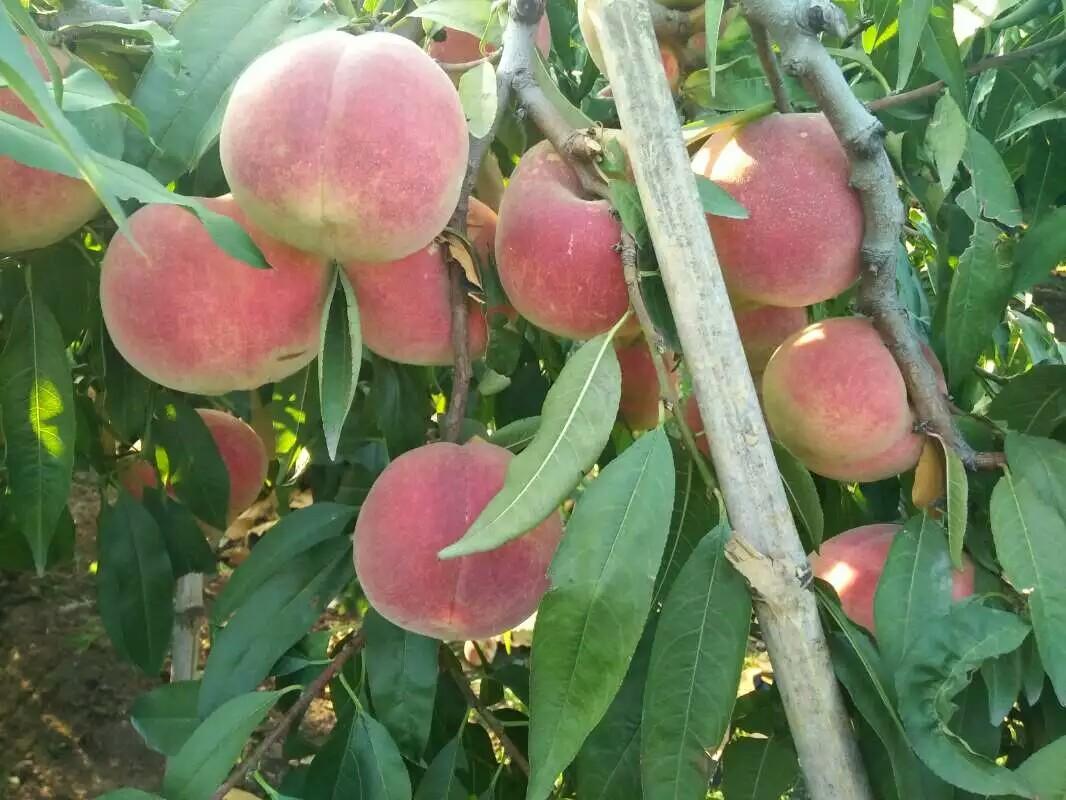 中华寿桃桃树苗价格