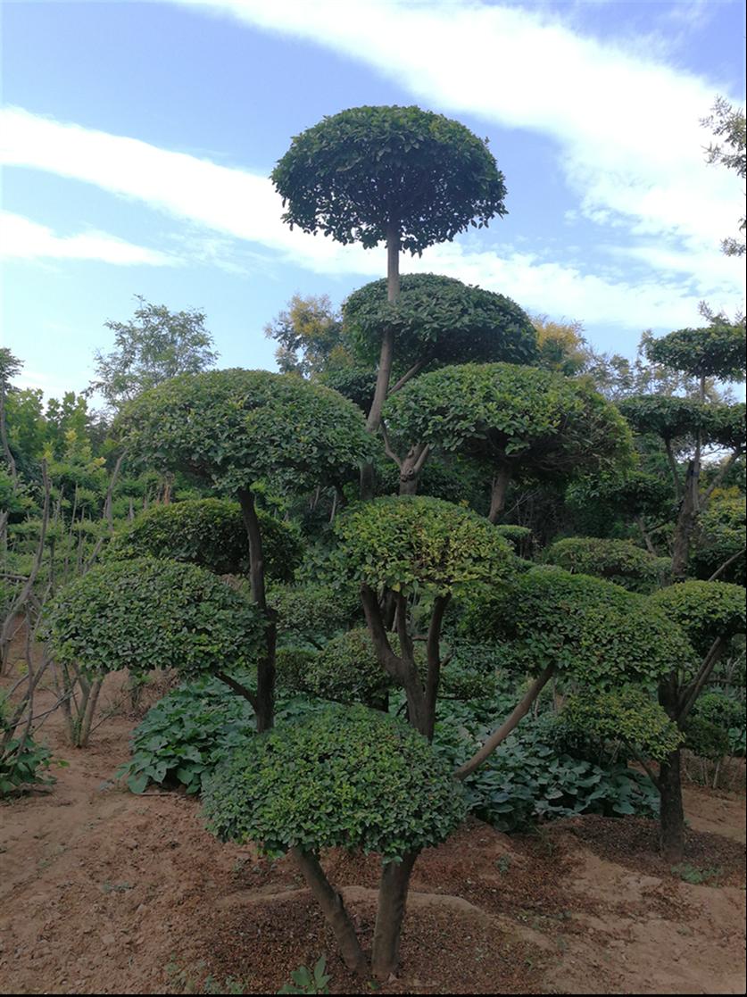 洛阳小叶女贞造型树价格