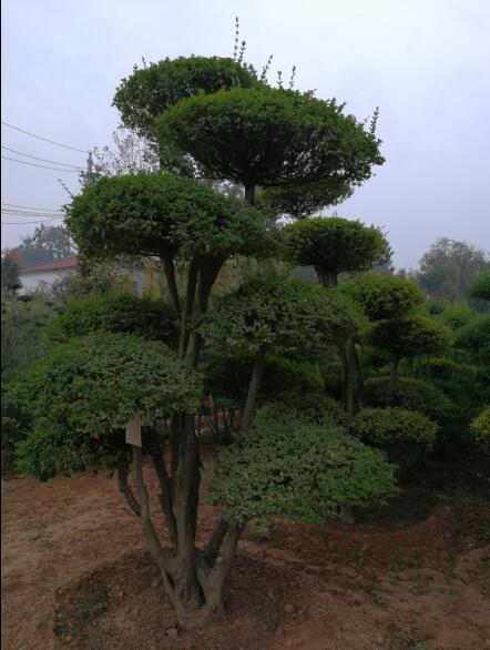 河南省鄢陵景观树批发