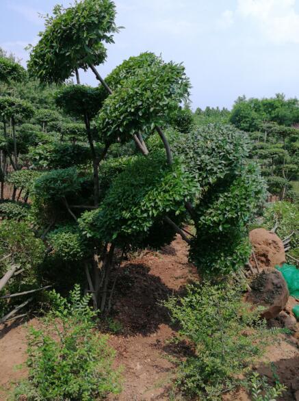 河南省鄢陵景观树多少钱 苗木示范基地