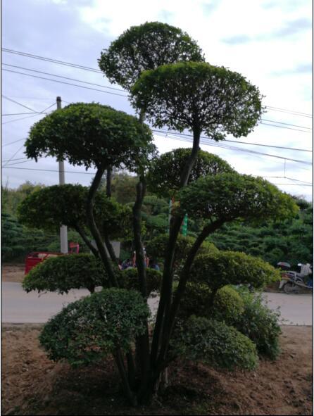 鄢陵县景观树批发价