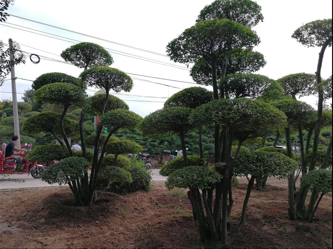 平顶山造型树价格