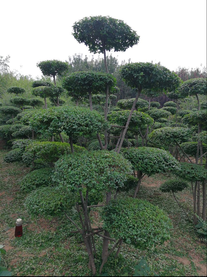 驻马店造型树厂家