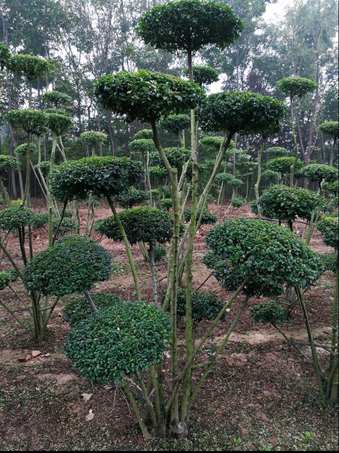 平顶山造型树批发