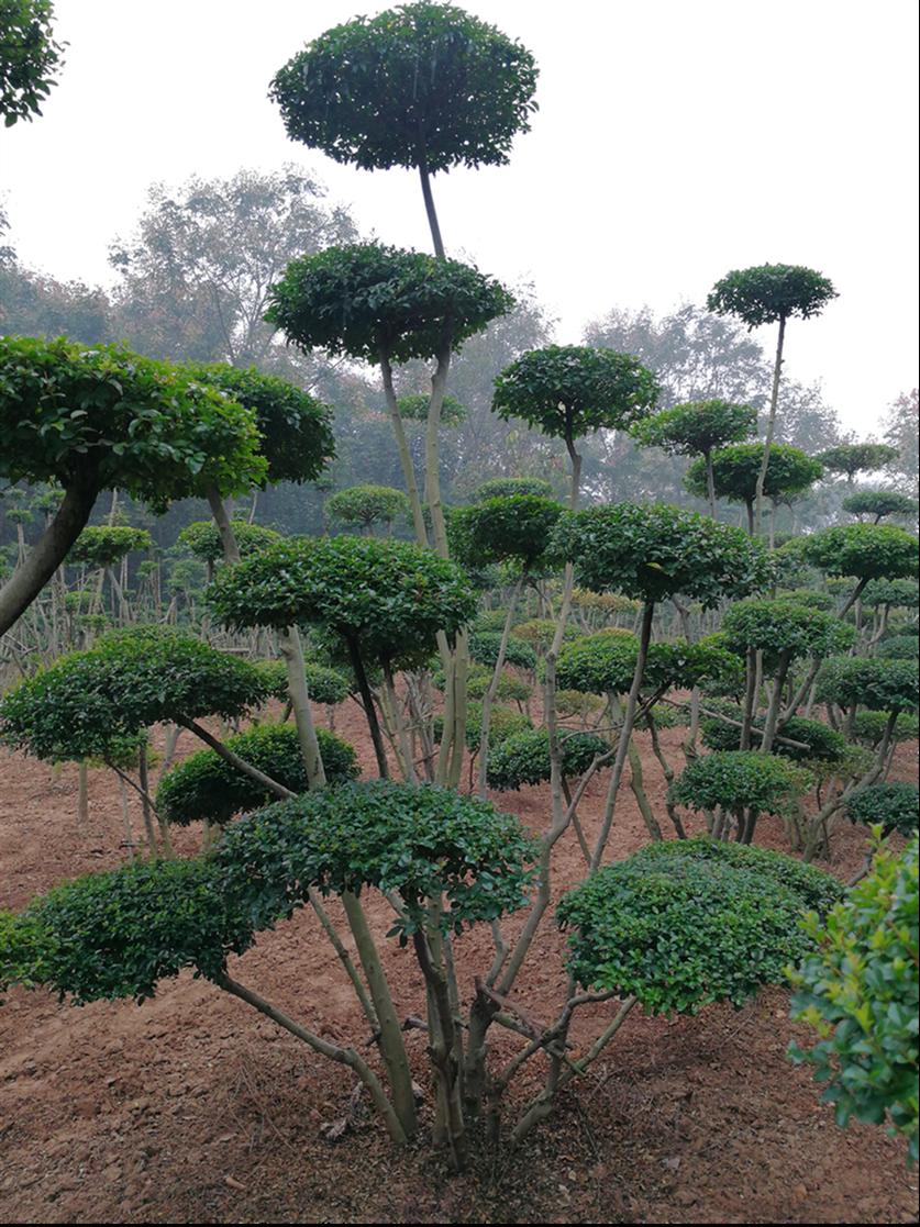 河南鄢陵造型树批发 苗木示范基地