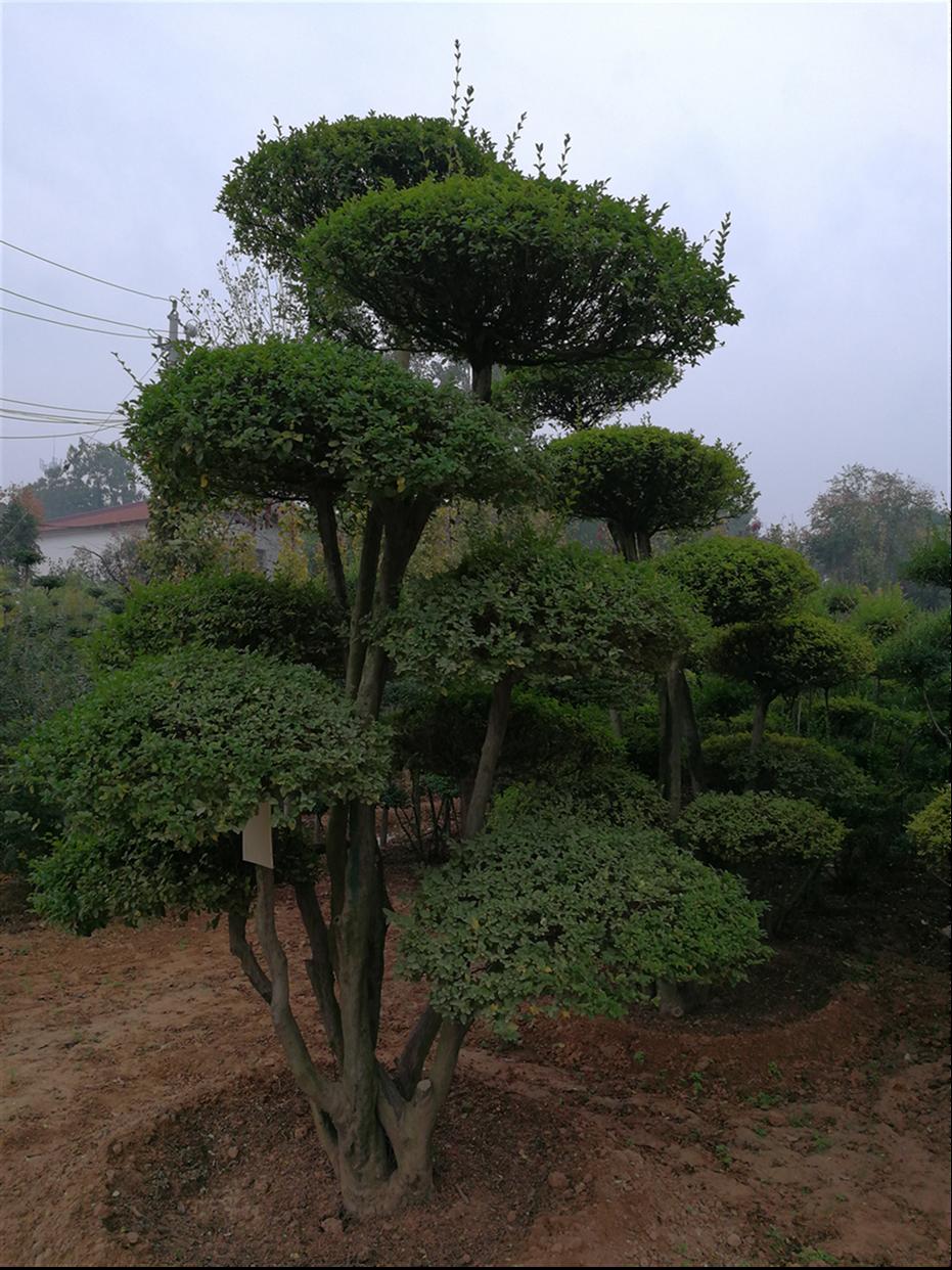 河南省鄢陵县造型树批发价格