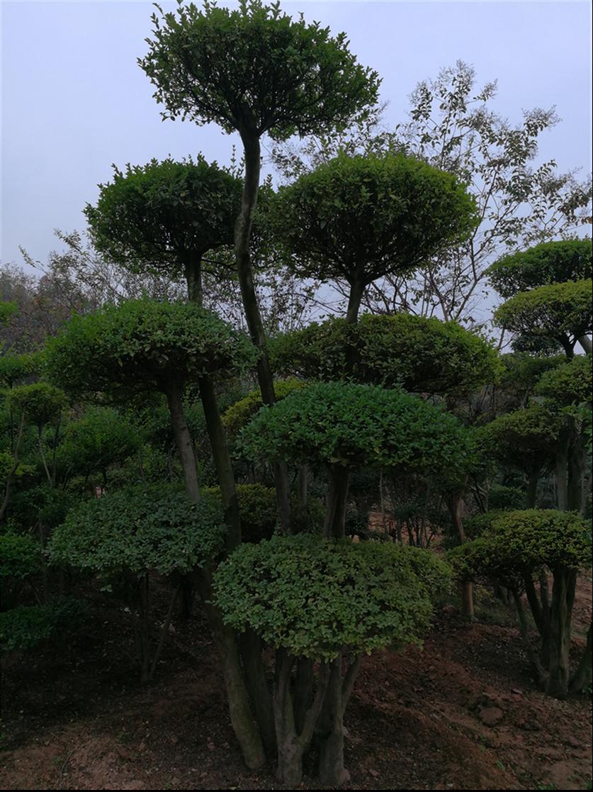 鄢陵小葉女貞造型樹怎麼賣