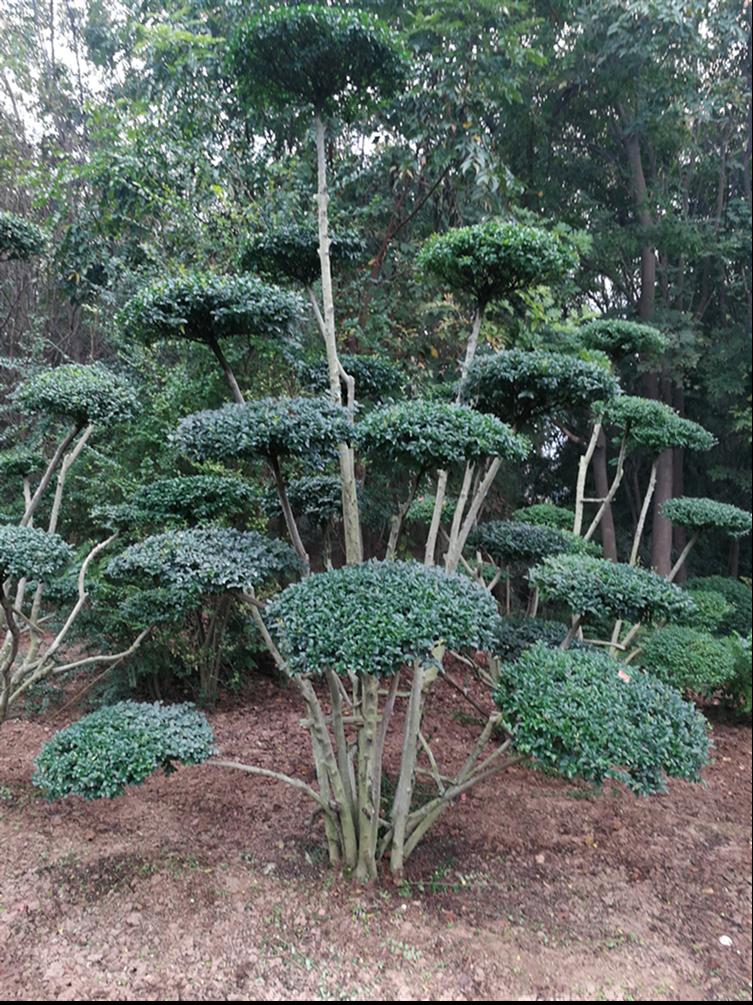 河南省鄢陵县风景树大量供应