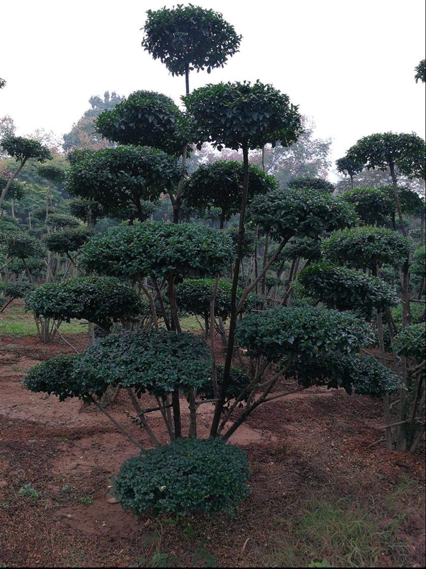 鄢陵县风景树大量供应 抗寒 抗病 易成活