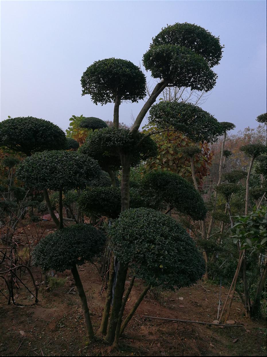 鄢陵县风景树大量供应 大型苗木繁育中心