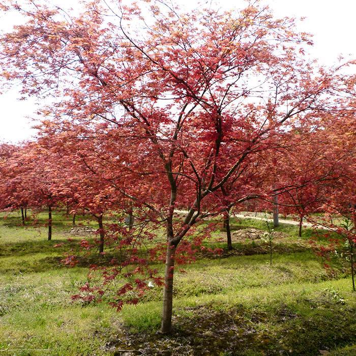 山东北方红叶李的主要价值