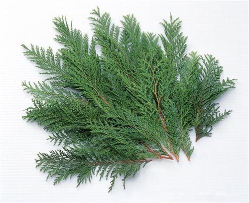 【傣药】枝,叶治月经过多《德傣药》.