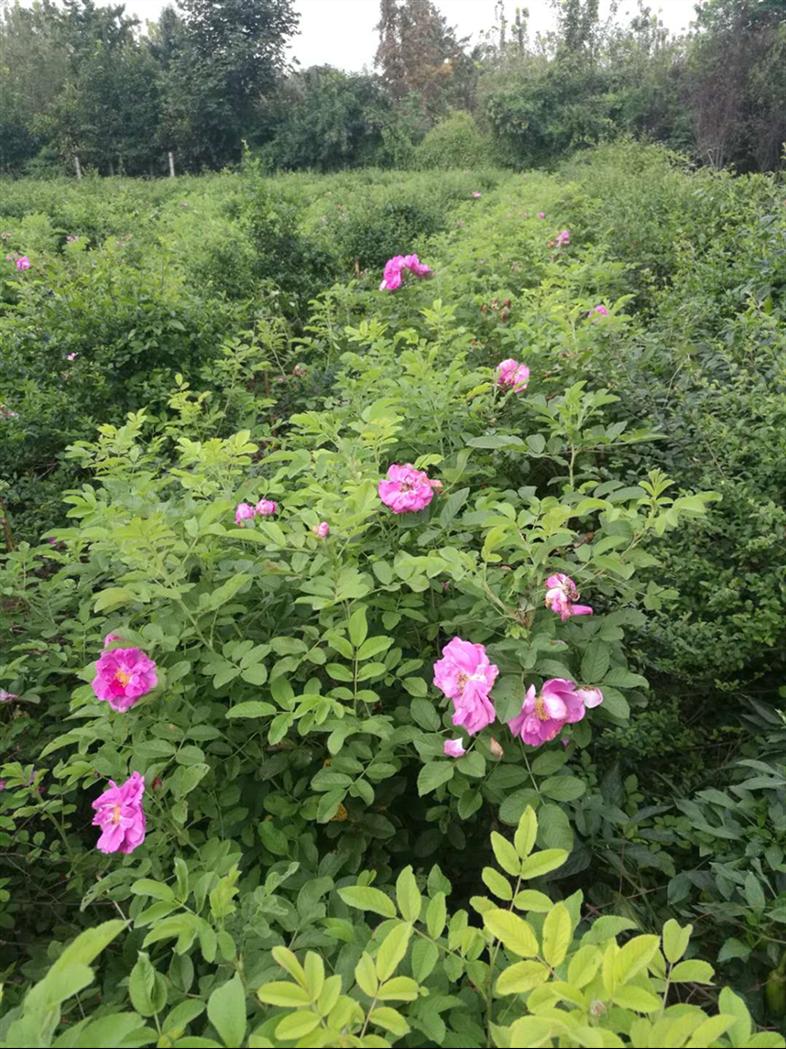 河南鄢陵四季玫瑰基地价格