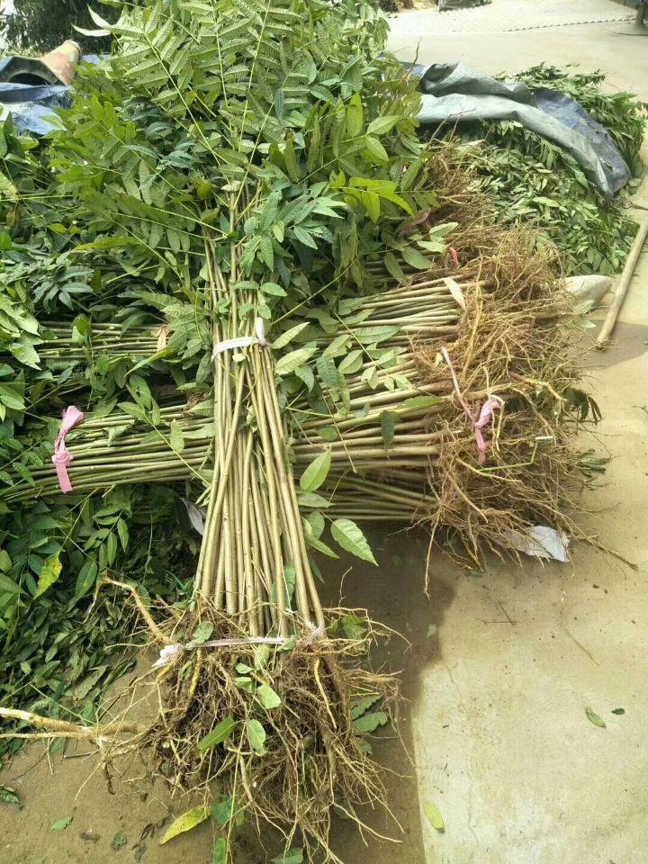 日照市优质香椿苗批发